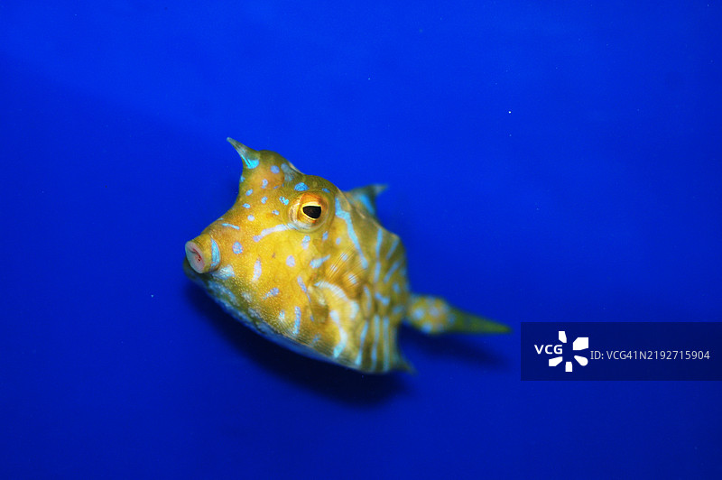 近距离拍摄的热带牛鱼在海中游泳，美国图片素材