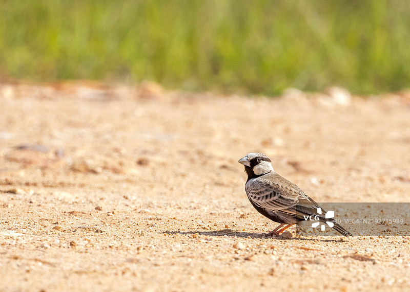 沙滩上栖息的歌鸲特写镜头图片素材