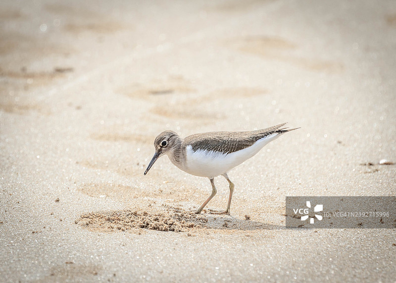 海滩上栖息的沙鸥特写镜头图片素材