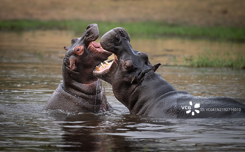 海中海豹的特写镜头图片素材