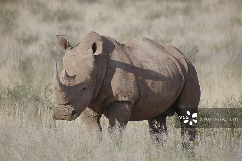 白色黑犀牛在田野上的侧面视图图片素材