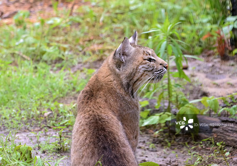 猫坐在田野上的特写，塔尔萨，俄克拉荷马州，美国图片素材