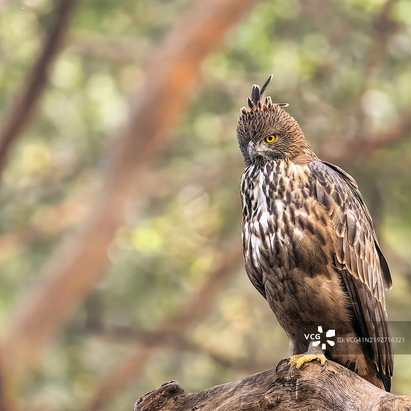 印度中央邦帕纳的一只冠鹰栖息在树枝上图片素材