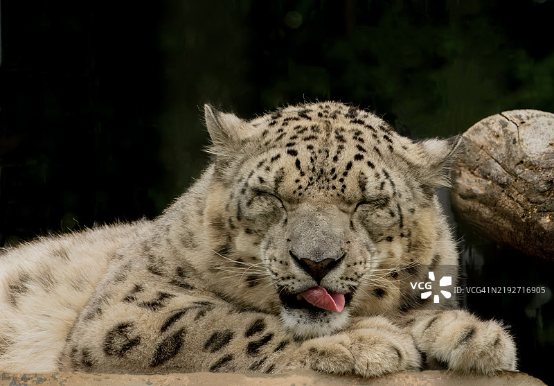 白虎特写，塔尔萨，俄克拉荷马州，美国图片素材