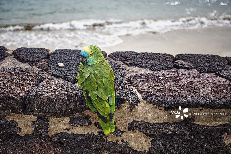 绿色鹦鹉栖息在石墙上的美丽景色图片素材