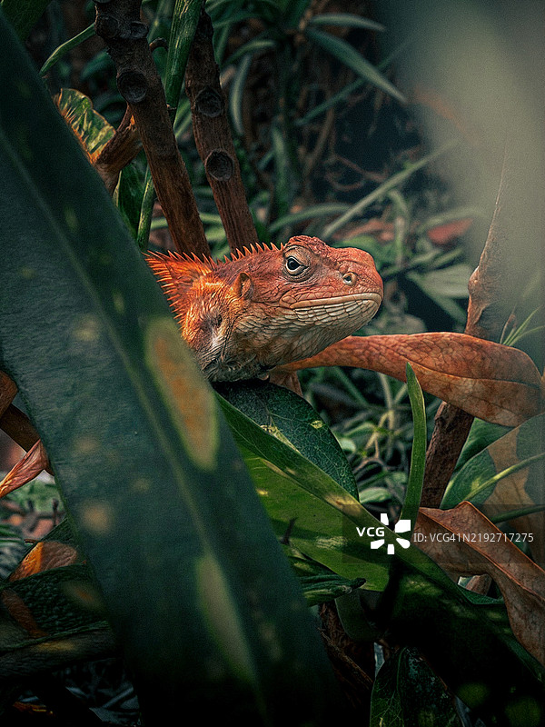 树上的蜥蜴特写，印第安镇，佛罗里达州，美国图片素材