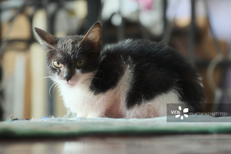 猫的特写肖像图片素材