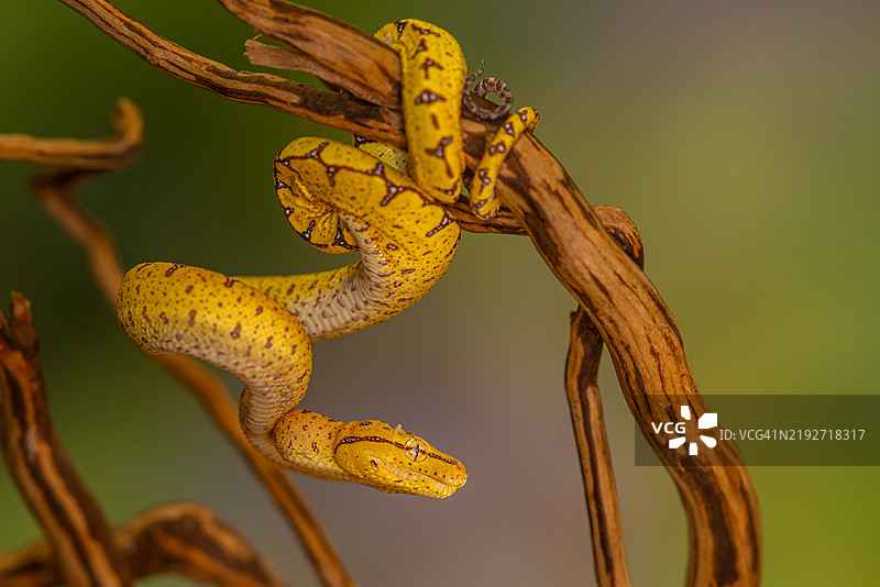 树枝上的蝰蛇特写图片素材