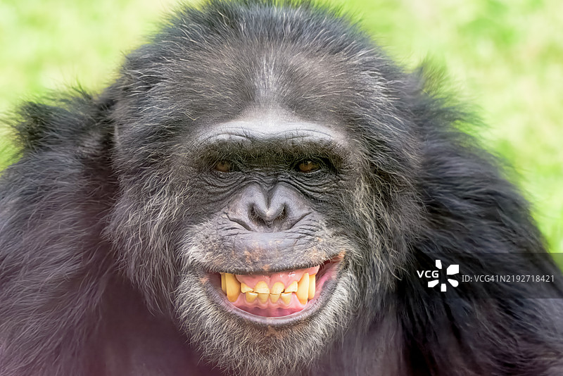 大猩猩特写，威奇托，堪萨斯州，美国图片素材