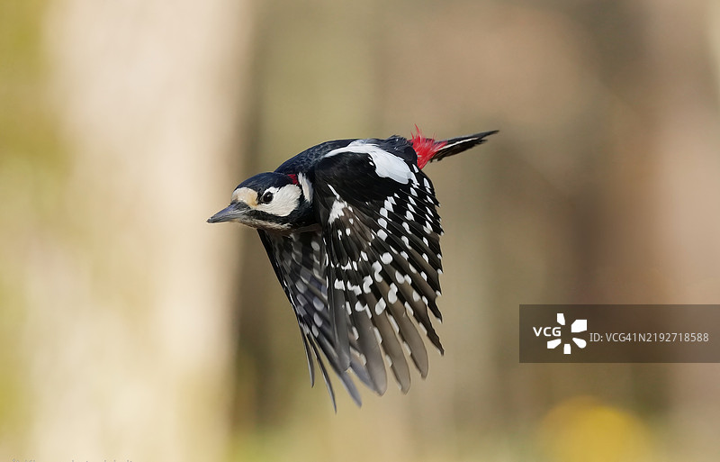 啄木鸟的特写镜头图片素材