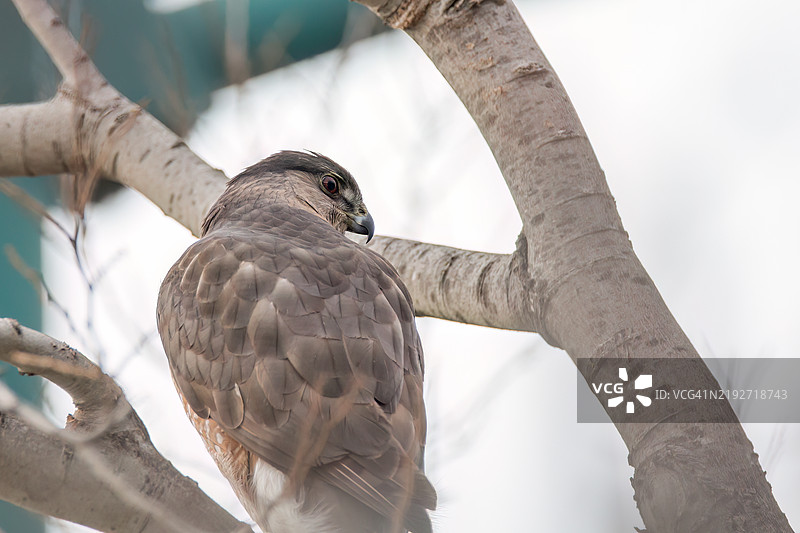 捕猎鹰栖息在树上的特写，阳光谷，加利福尼亚州，美国图片素材