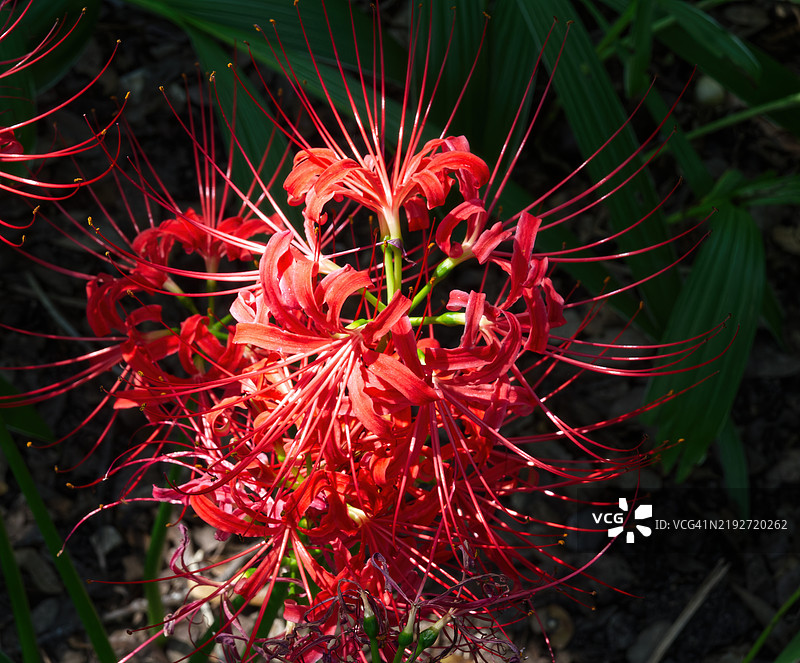 红色花朵特写，德克萨斯州奥斯丁，美国图片素材