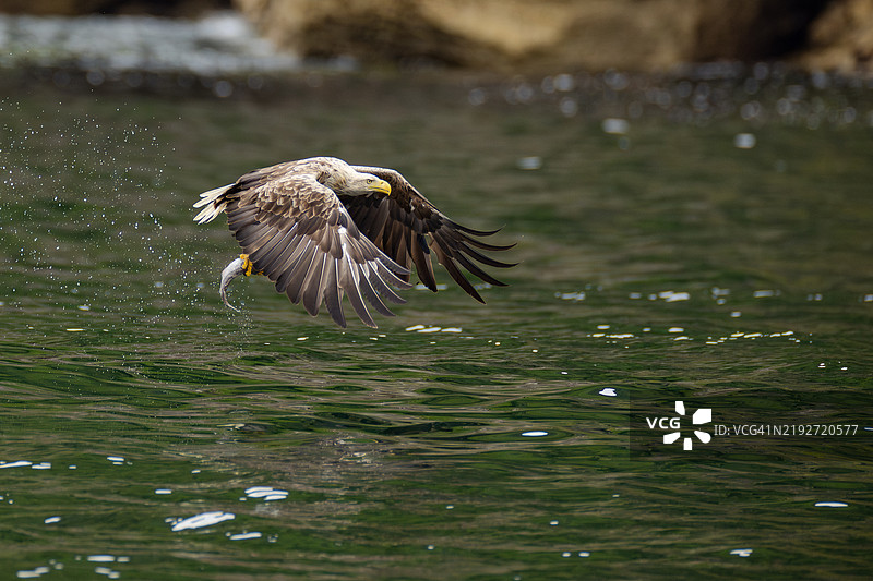 白色飞鸟在湖面上空特写图片素材