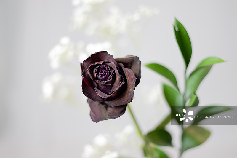 玫瑰植物特写，德克萨斯州科珀斯克里斯蒂，美国图片素材