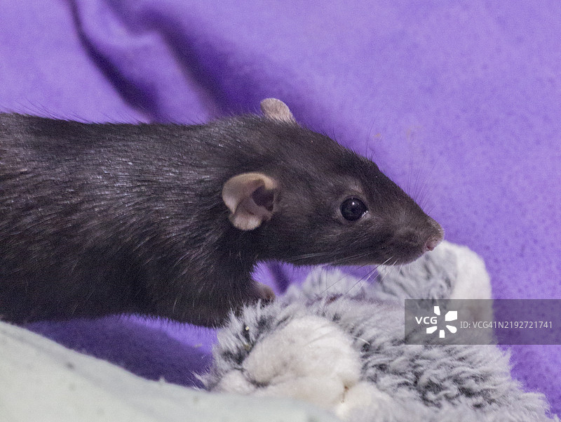 老鼠小心翼翼地穿过床铺图片素材