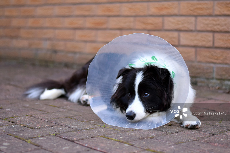 年轻的边境牧羊犬在外面戴着保护圈恢复手术后。图片素材