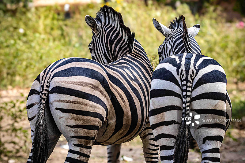 斑马特写， 中国图片素材