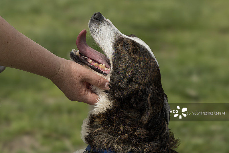 喂养彭布罗克威尔士柯基犬的特写手部图片素材