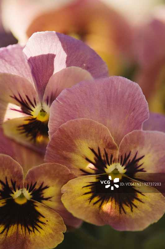 三色堇花潘多拉的孩子们。珊瑚红花朵特写。图片素材