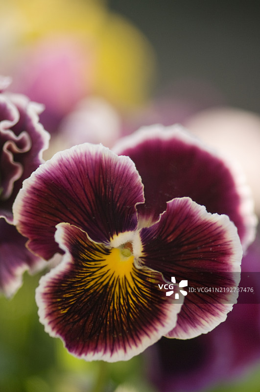 黑醋栗漩涡花的三色堇图片素材