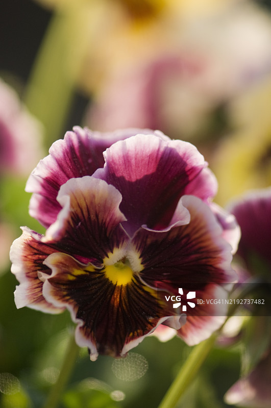 黑醋栗漩涡花的三色堇图片素材