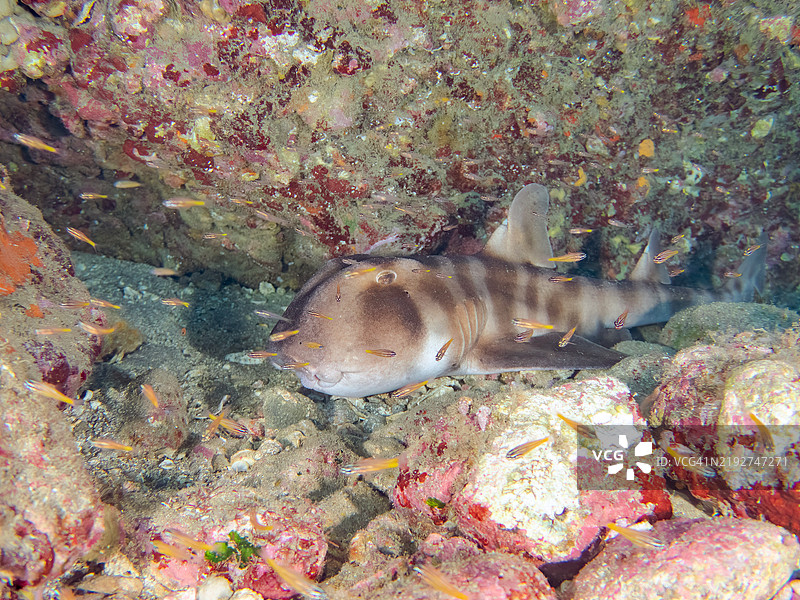 美丽的大型日本牛头鲨，学名Heterodontus japonicus。在水下洞穴中。一群南方橙线红雀鱼，学名Ostorhinchus properuptus，以及其他鱼类在水下洞穴中。图片素材