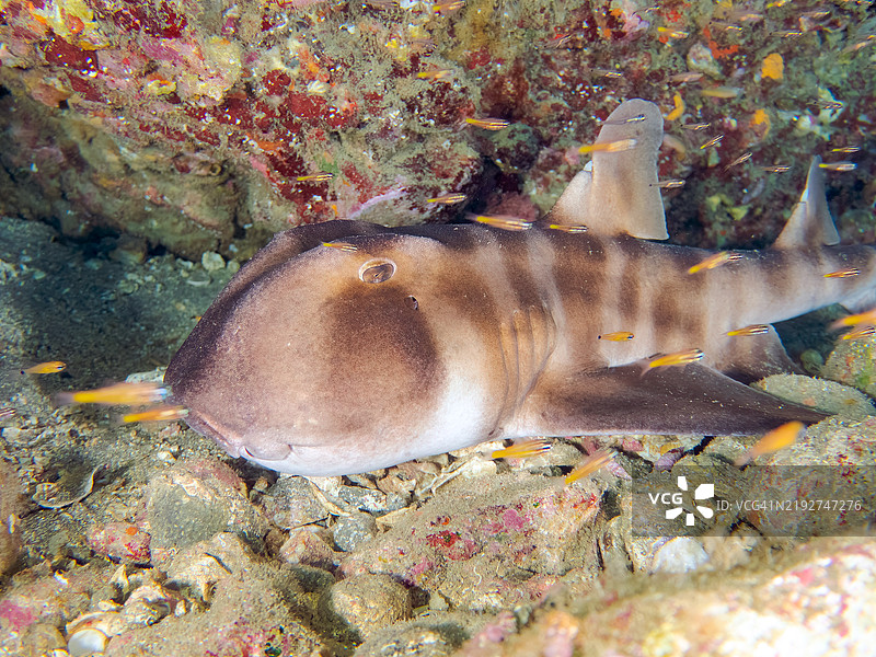 美丽的大型日本牛头鲨，学名Heterodontus japonicus，栖息在水下洞穴中。南方橙线红雀鱼Ostorhinchus properuptus及其他鱼类在水下洞穴中游弋。图片素材