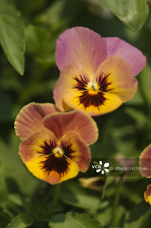 三色堇花潘多拉的孩子们。珊瑚红花二重奏图片素材