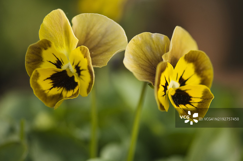 紫罗兰跳跳XL薰衣草黄脸杂交三色堇花特写图片素材