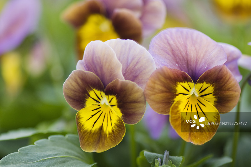 紫色金色混合的维奥拉斯基皮XL花朵特写，花朵相互接触。图片素材