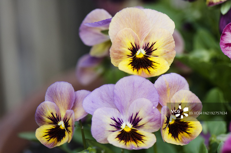 三色堇花潘多拉的孩子们。珊瑚红花四重奏图片素材