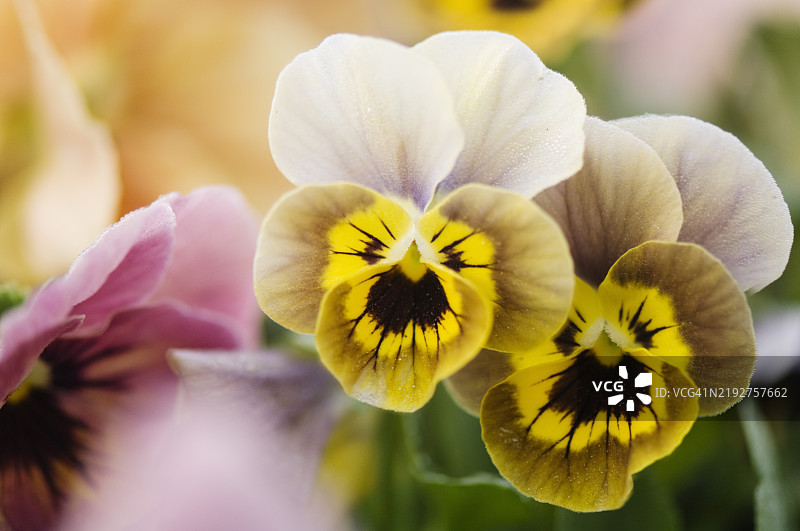 紫罗兰跳跳XL薰衣草黄脸杂交三色堇花特写图片素材