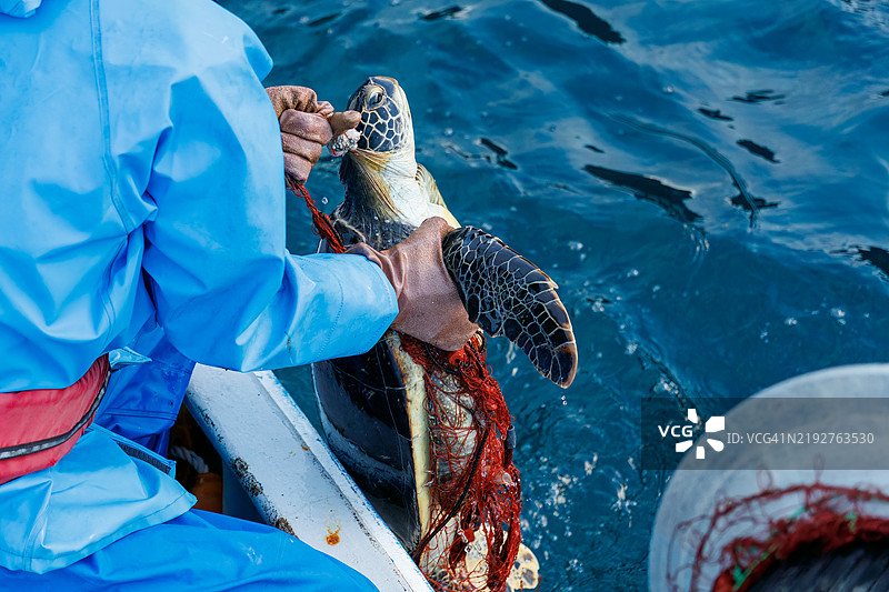 双壳绿海龟,绿海龟,绿海龟(Chelonia mydas)。之后,他们愉快地返回了大海。一位渔民请我为他拍照,我被允许陪他乘船用虾笼捕鱼。图片素材