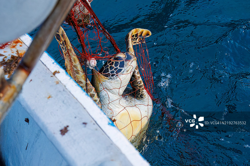 绿海龟，绿海龟，绿海龟（Chelonia mydas）。之后，他们愉快地返回了大海。一位渔民请我为他拍照，我被允许陪他乘船用龙虾刺网捕鱼。图片素材
