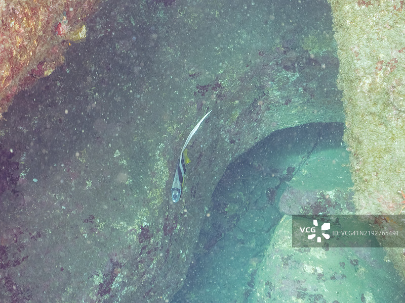 美丽的长鳍旗鱼、标旗珊瑚鱼、尖头鱼等。静冈县南伊豆伊豆半岛的平藏滨海滩 - 2024年。图片素材