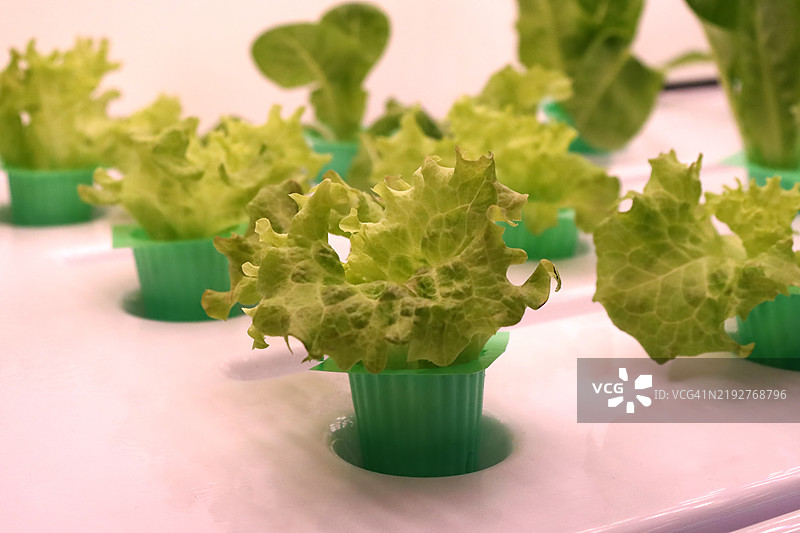 温室中的植物采用水培法种植。水培是一种使用矿物营养溶液种植植物的方法。图片素材