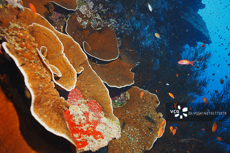 潜水与探索 蛇形珊瑚（Pachyseris speciosa）和鳞鳍鱼群。 马萨阿拉姆 - 埃尔芬斯通礁图片素材