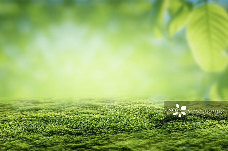绿色苔藓木头背景，用于产品展示蒙太奇。苔藓背景，模糊的自然绿色苔藓木质背景，品牌展示背景。图片素材