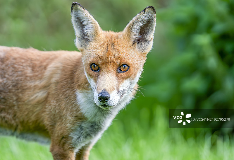 英国的野生红狐图片素材