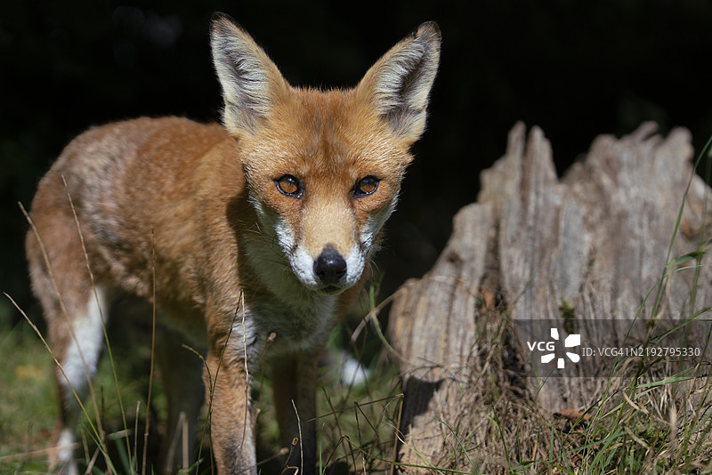 英国的野生红狐图片素材