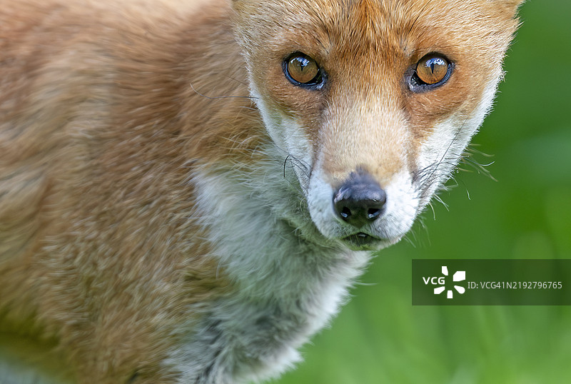 英国的野生红狐图片素材