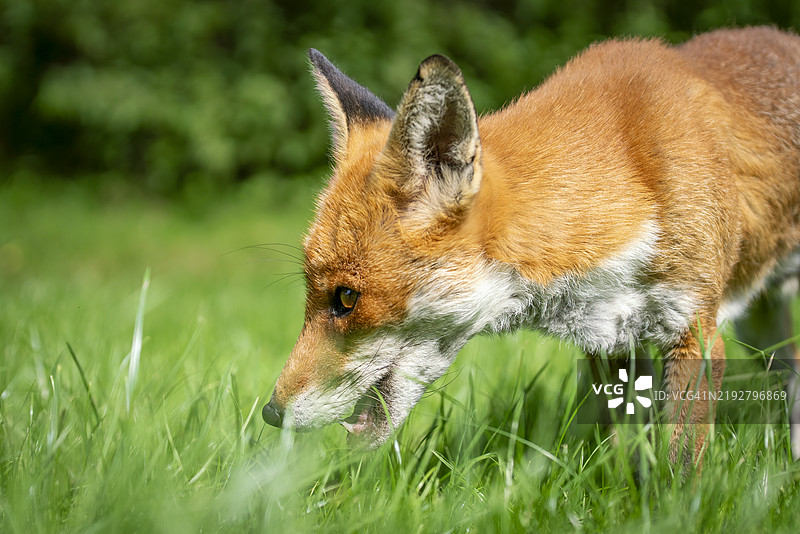 英国的野生红狐图片素材