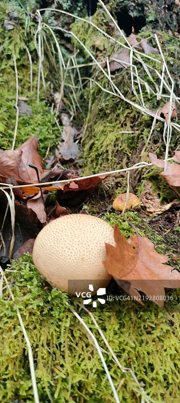 常见的地球球蘑菇（Scleroderma citrinum）生长在苔藓上图片素材
