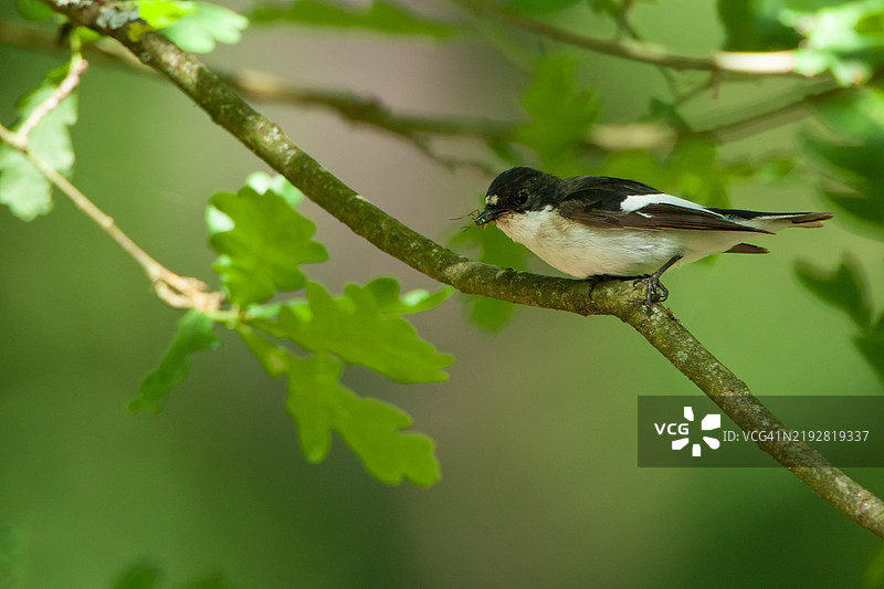 雄性斑头鸲叼着食物图片素材