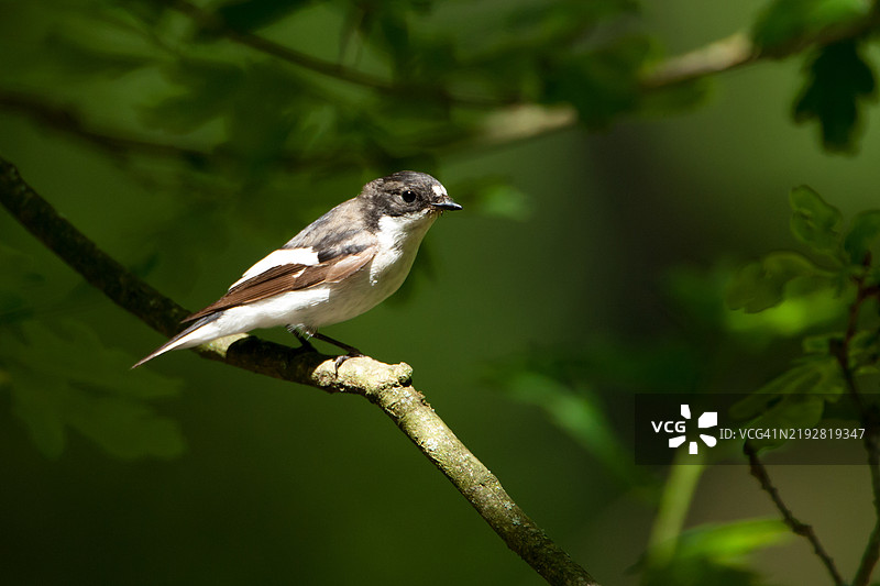 雌性斑头鸲肖像图片素材