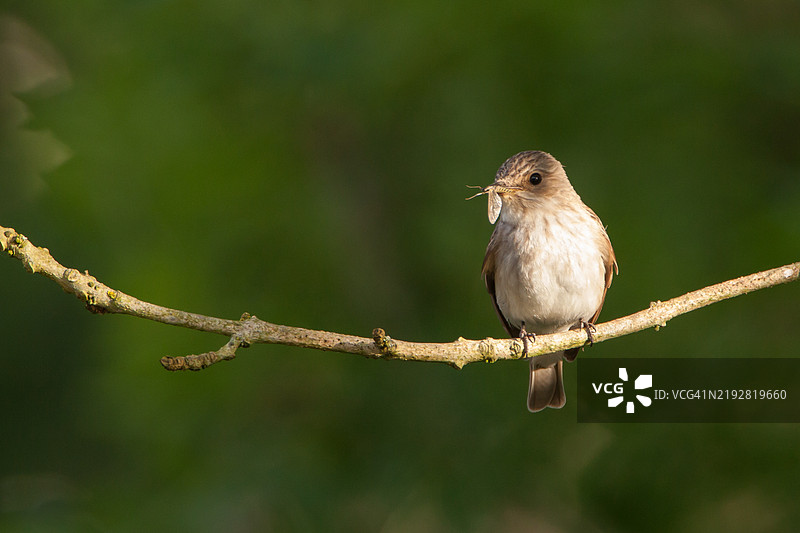 斑点鹟在树枝上叼着食物图片素材
