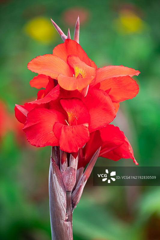 冬季的Cannaceae花图片素材