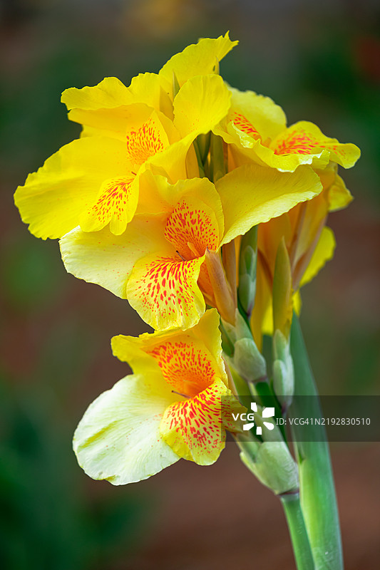 冬季的天南星花图片素材