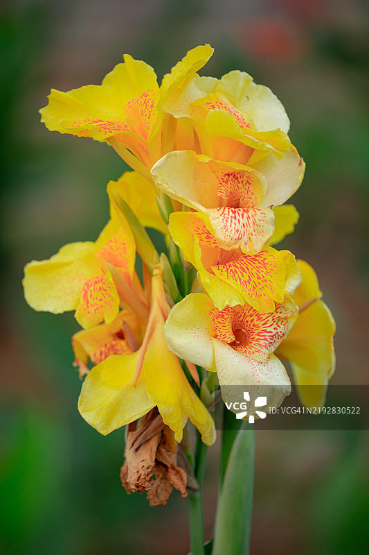 冬季的天南星科花卉图片素材