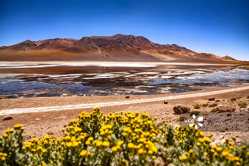 充满活力的沙漠景观，黄花与阿塔卡马的倒影山湖相映成趣图片素材